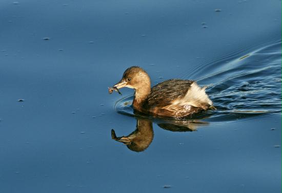 Little Grebe <i>Tachybaptus ruficollis</i>